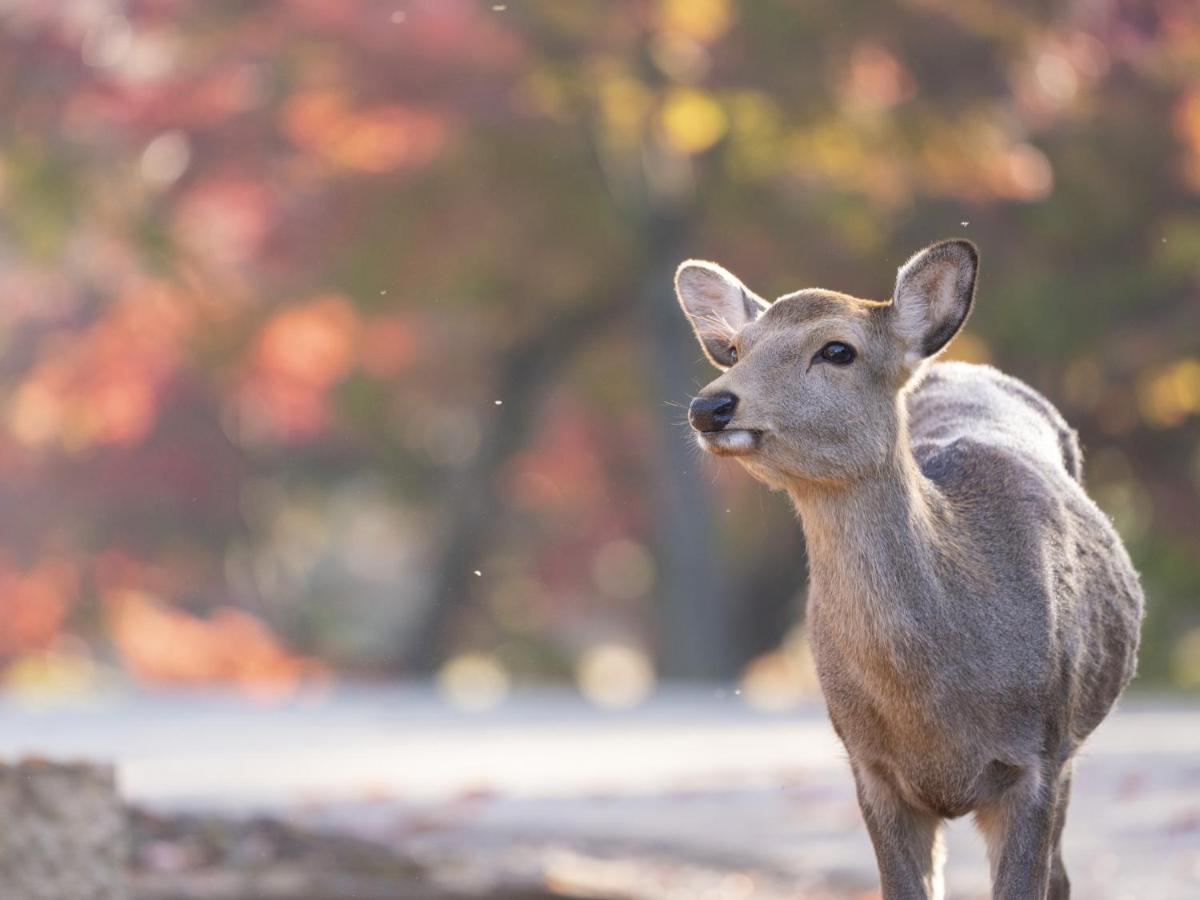 Hotel Nikko Нара Экстерьер фото Deer