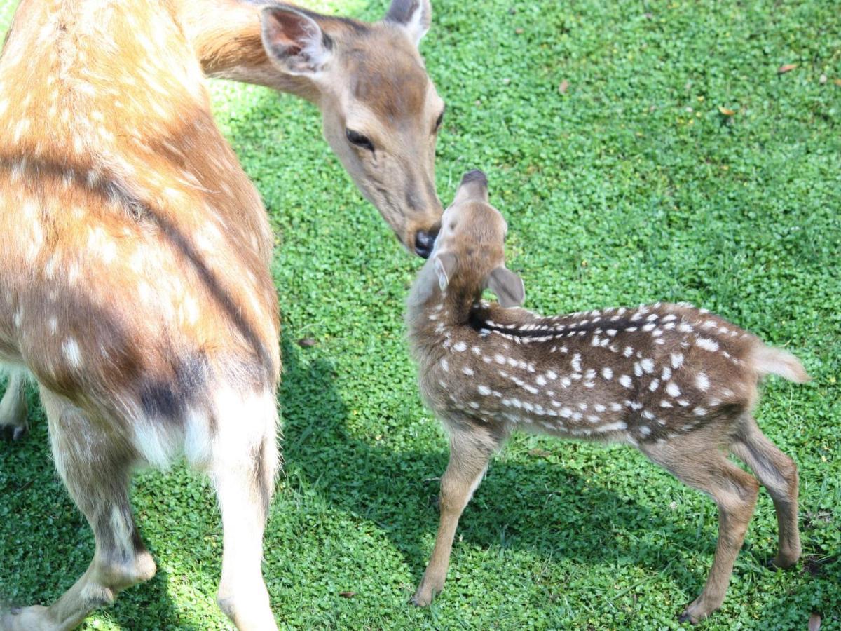 Hotel Nikko Нара Экстерьер фото Deer