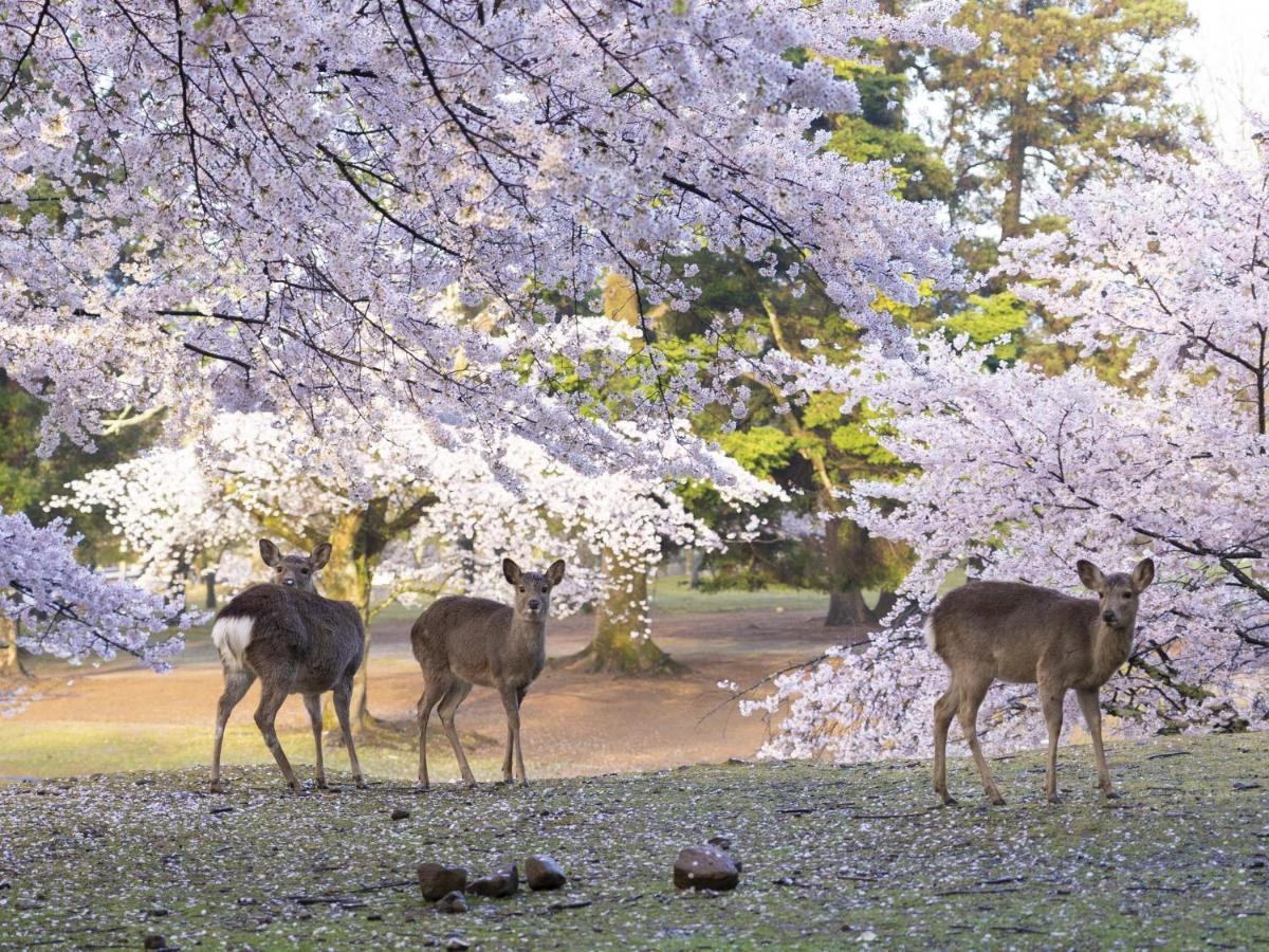 Hotel Nikko Нара Экстерьер фото Deer in the park