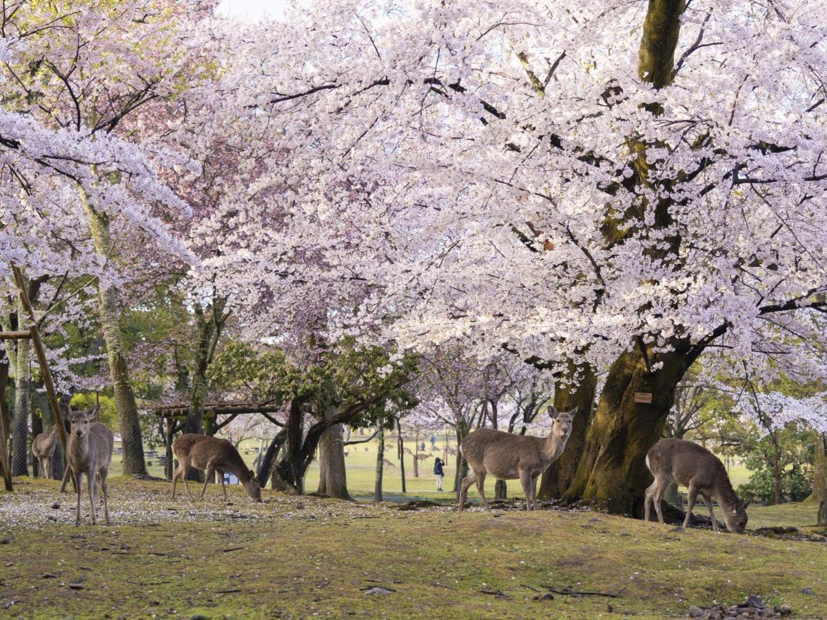 Hotel Nikko Нара Экстерьер фото Deer grazing in the park